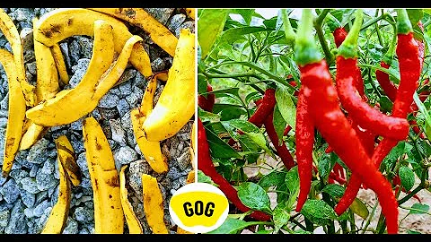YOU'LL NEVER THROW AWAY BANANA PEELS AGAIN AFTER WATCHING THIS - FAST BANANA PEEL FERTILIZER
