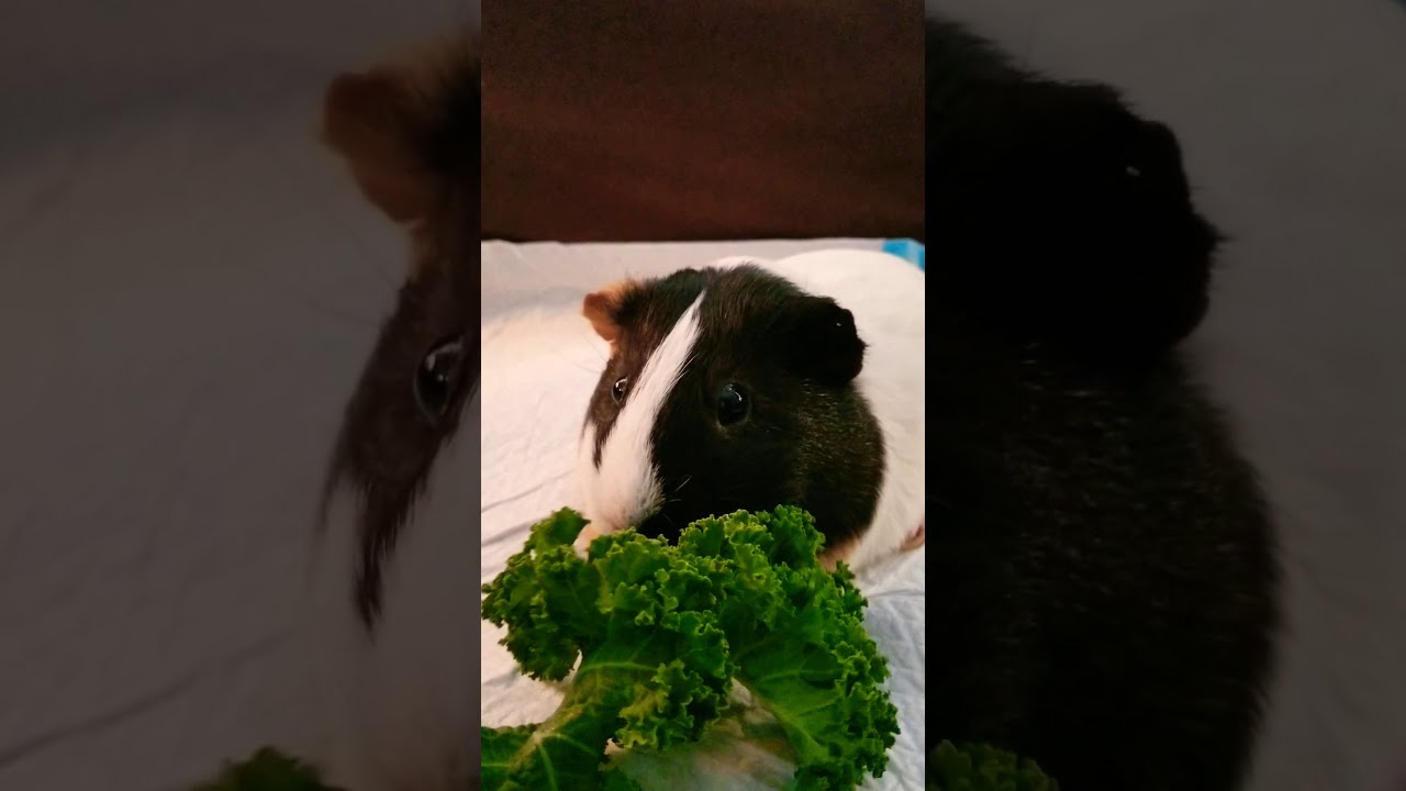 Happy guinea pig eating kale😍