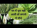 बिना धूप और देखभाल के आसानी से उगायें ये पौधे | Best Indoor Plants in India for Decoration