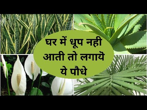 बिना धूप और देखभाल के आसानी से उगायें ये पौधे | Best Indoor Plants in India for Decoration