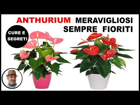 Video: Anthurium: come innaffiare, consigli per la cura, caratteristiche di allevamento e sfumature di manutenzione