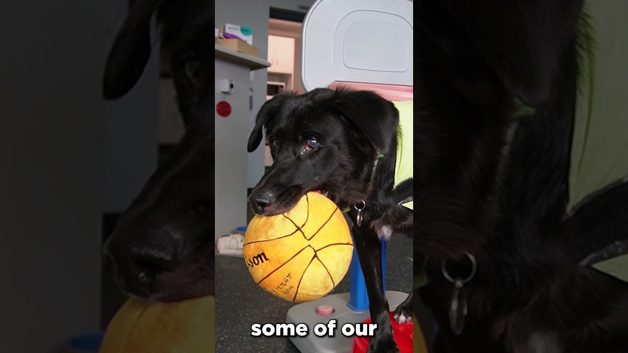 Blind Dog's Incredible Trick Transformation 