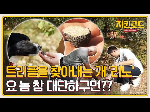 넓은 땅에서 트러플 찾는 <strong>개</strong> &amp;#39;리노&amp;#39;!! | 치킨로드 chickenroad <strong>EP</strong>.5
