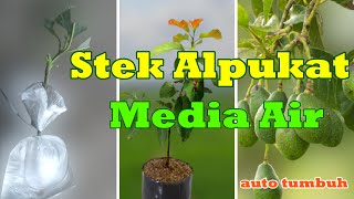 🔴Wowww!!! TERNYATA BISA CARA STEK ALPUKAT MEDIA AIR UNTUK PEMULA