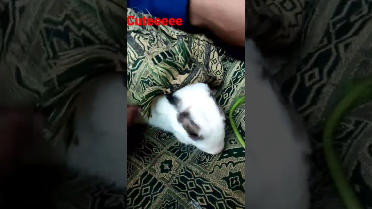 Cute bunny 😍😍😍❤️❤️💕