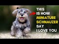 12 sign shows your miniature schnauzer dog loves you but you dont know
