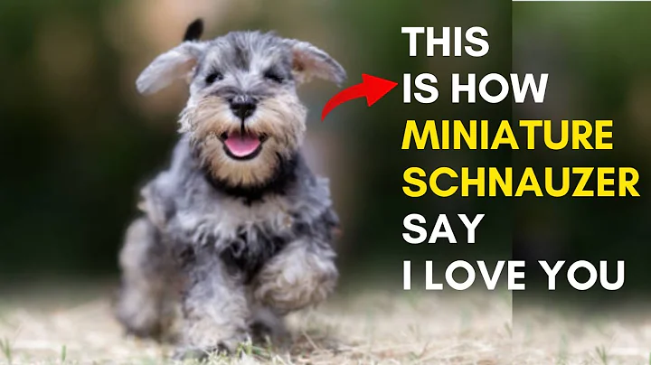 12 Sign Shows Your Miniature Schnauzer Dog Loves You But you Don't Know - DayDayNews