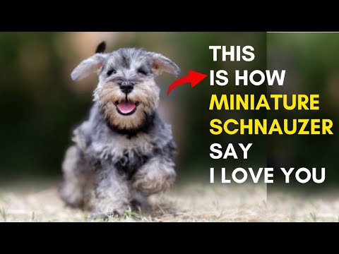 Videó: Hogyan mondjam el, ha a Schnauzer kiskutya miniatűr, normál vagy óriás