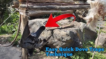 Easy Quick Dove Traps Technique - The Best Bird Traps Near The Mountain | Bird trap kaise banaye