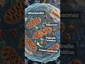 G1 Phase Explained | First Stage of Cell Cycle 🔥What happens before DNA replication begins? 🤔