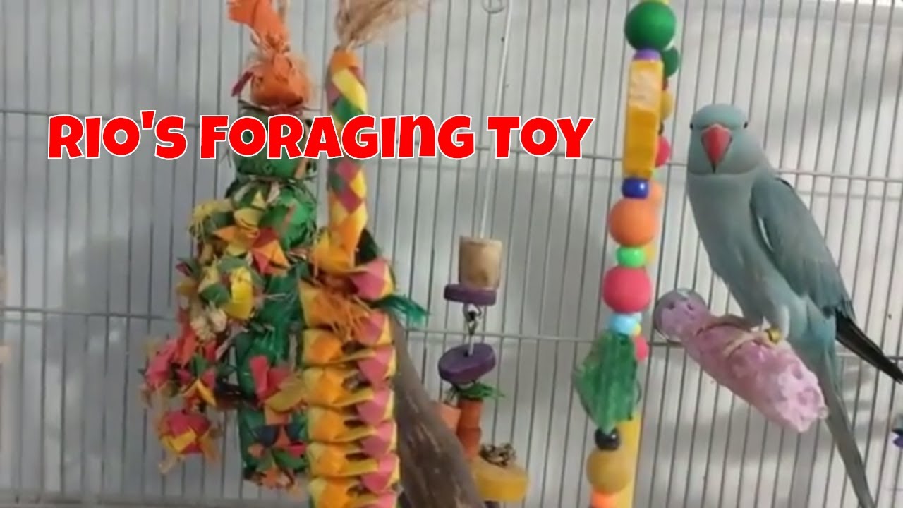 Foraging Toy for Rio my Indian Ringneck 