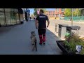 Presa Canario UNLEASHED の動画、YouTube動画。