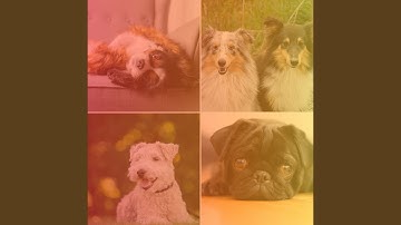 Remarkable Backdrops for Calming Puppy