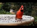 🦉🐦🦚 Birds Feeding Fun Video for Cats and Dogs to watch. Birds Chirping, Real sound of birds singing.