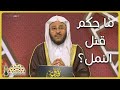 ما حكم قتل النمل عمد ا أو خطأ فضيلة الشيخ د عزيز فرحان العنزي