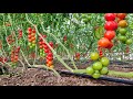 Perché Fertirrigare | Agricoltura Live Twitch 16/12/21