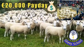 Farming Dreams Come True: Our BIGGEST Sheep Sale Ever!