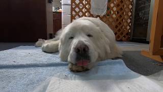 スヤスヤ...ルンルン Great Pyrenees グレートピレニーズ