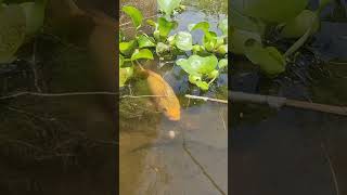 Big Carp Fish Catch #fish #fishing #fishing_video