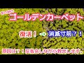 【多肉植物】ｺﾞｰﾙﾃﾞﾝｶｰﾍﾟｯﾄ調子崩す！蒸れは大敵