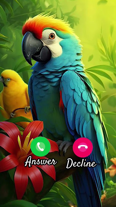 Love ❤️ parrot #ringtone