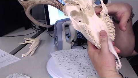 3D Scanning Tutorial 1 -- Artec Spider Introduction