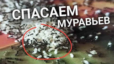 Что делать если умерла матка Муравьев? спасаем колонию.#формикарий
