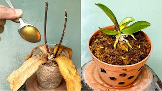 Just 1 Spoon Instantly Revives Any Rotten Orchid This Easy Way