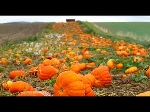 Video: Ашкабактын данегинин жана анын майынын пайдасы