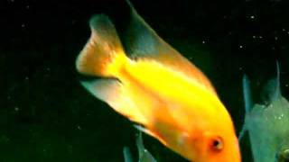 Diablo the Red Devil/Midas Cichlid on the Attack