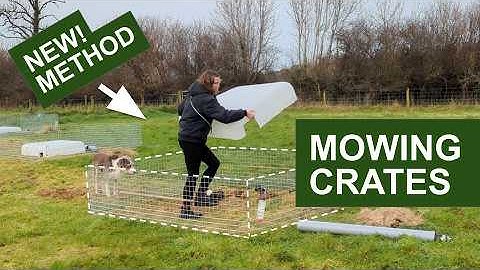 Raising Guinea Pigs Outdoors in Winter Using Our NEW Mowing Crates