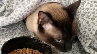 Former Feral Cat Still Scared of Strangers, Hides Under Blanket by Simon the Siamese Cat 1,899 views 2 years ago 1 minute, 45 seconds