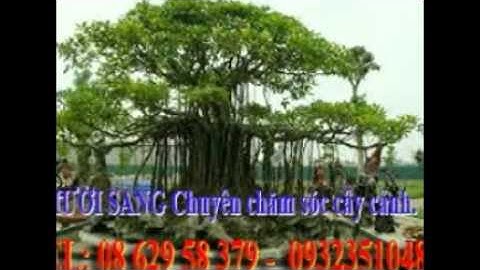 :0932351048.]] Chăm sóc cây xanh, sân vườn quận thủ đức.tphcm