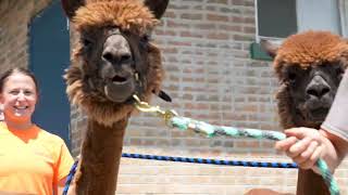 Welcome To The Phillips Park Zoo!