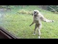 Funny gibbon intrigued by guide dog in zoo