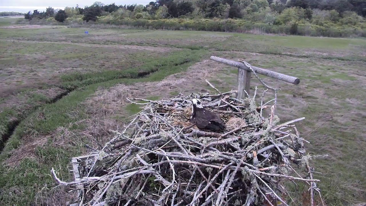 camera iphone 8 plus apk Cape Cod Museum of Natural History Live Stream
