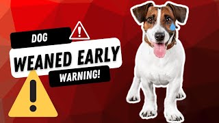 5 Signs Your Dog Was Weaned TOO Early ⚠️ 🐕