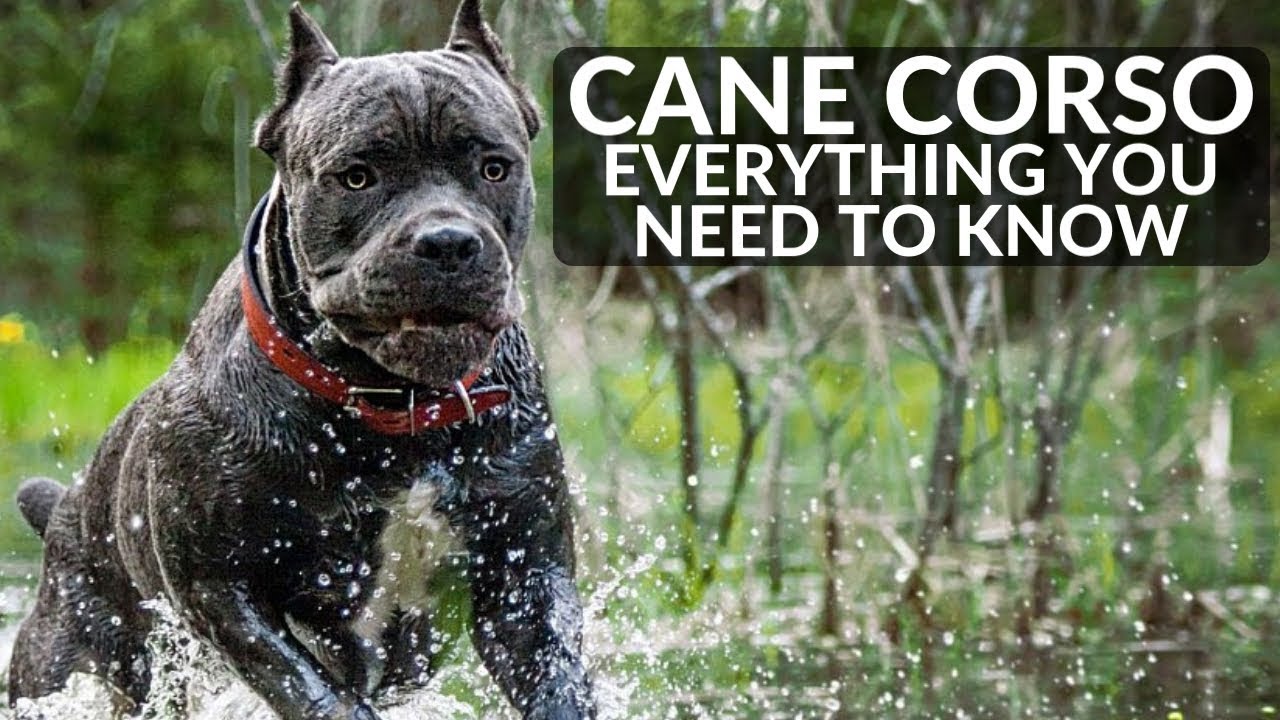 Cane Corso 101 Everything You Need To Know About Owning A Cane Corso Puppy