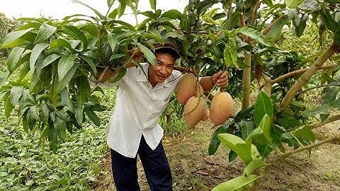 Xoài cát Hồng, xoài lê hồng, xoài hồng Thái (giống mới) P1