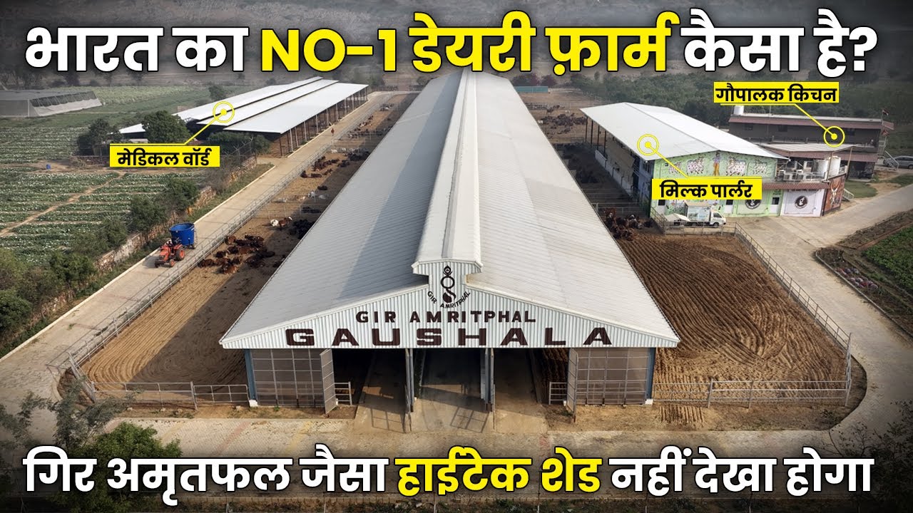 देश की नंबर-1 Gir Amritphal गौशाला का शेड डिज़ाइन, 2 घंटे का काम 10 मिनट में होता है । Mati India ।