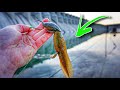 Strange LIVE BAIT Fishing Challenge In MASSIVE SPILLWAY!!! (SUCCESS)