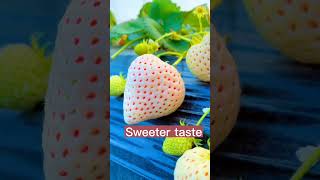 Meet This Yummy White Strawberry Variety #satisfying #short