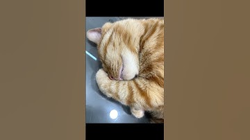 Cat Videos for Cats to Watch 🐱💤 | The Chubby Orange Cat Edition