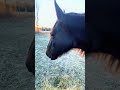 #horse#sheep #chores #farmlife it’s time for chores on the farm, Sis and Holly, Dolly, and Molly