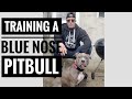 Easy tips for training your blue nose pitbull