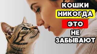 картинка: 7 ДОКАЗАТЕЛЬСТВ ЛЮБВИ, которых твоя кошка ждёт от тебя
