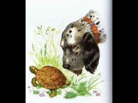 рассказы толстого черепаха и русак. лев толстой русак. толстого черепаха. о н толстой русак. рассказ русак толстой.