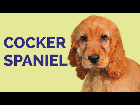 COCKER SPANIEL: Características de la raza, CUIDADOS e historia hqdefault