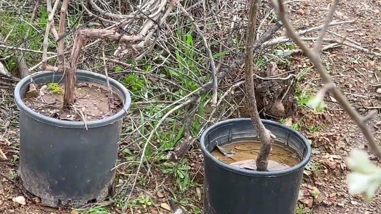 Zeytinlik te Konteynır eve su tesisatı yaptırdık