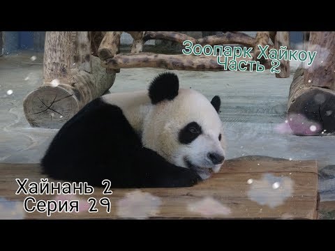 Wideo: Ta Mała Panda Potrzebuje Imienia, A Japoński Park Wakayama Chce, Abyś Pomógł